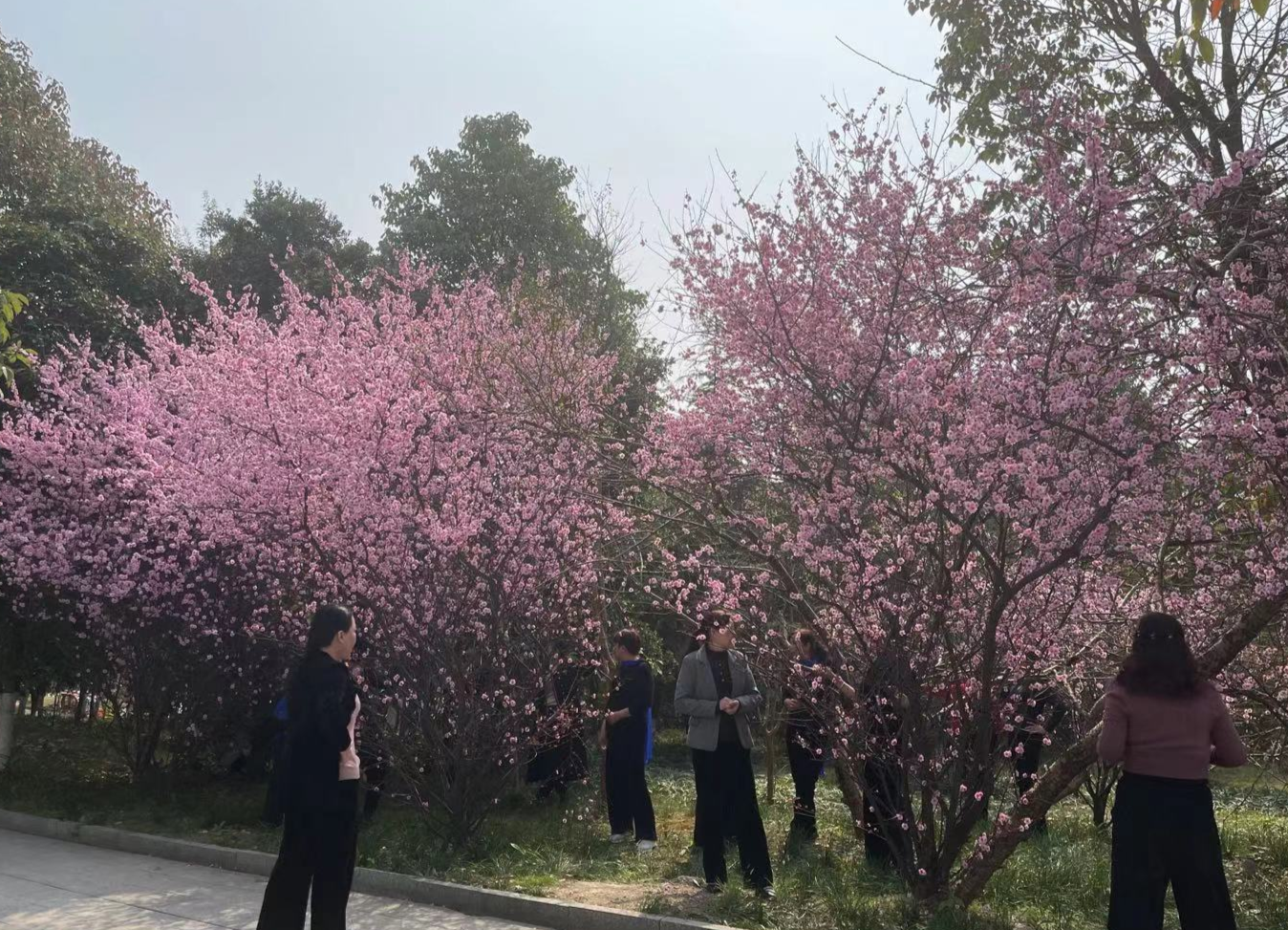 中方春正好，赏花正当时