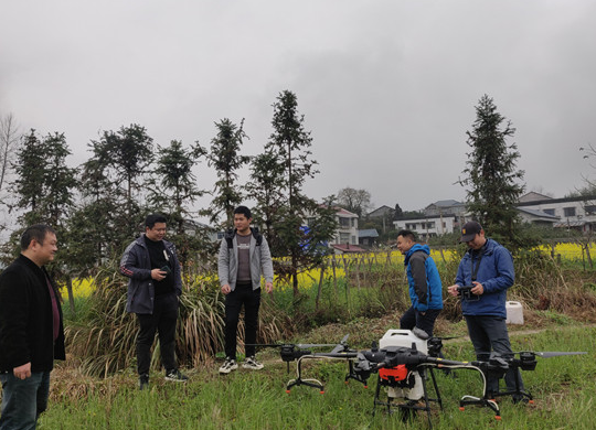 桐木镇：开展油菜病虫害防治及增施硼肥工作
