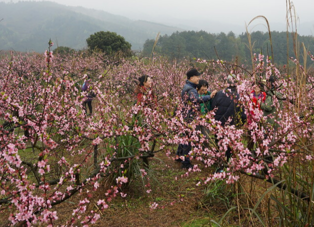 中方：在桃林花海中吹响乡村文旅发展新征程号角