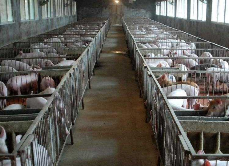 【奋战一百天 实现双过半】县农业农村局全力支持生猪复产保供