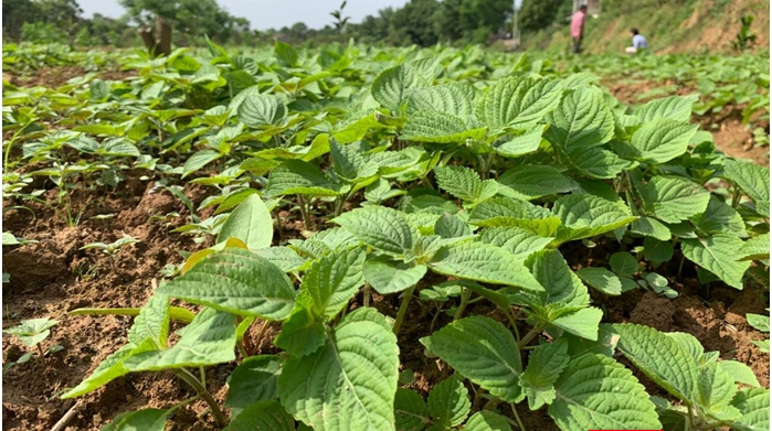 桃源：小小紫苏籽 脱贫新法宝