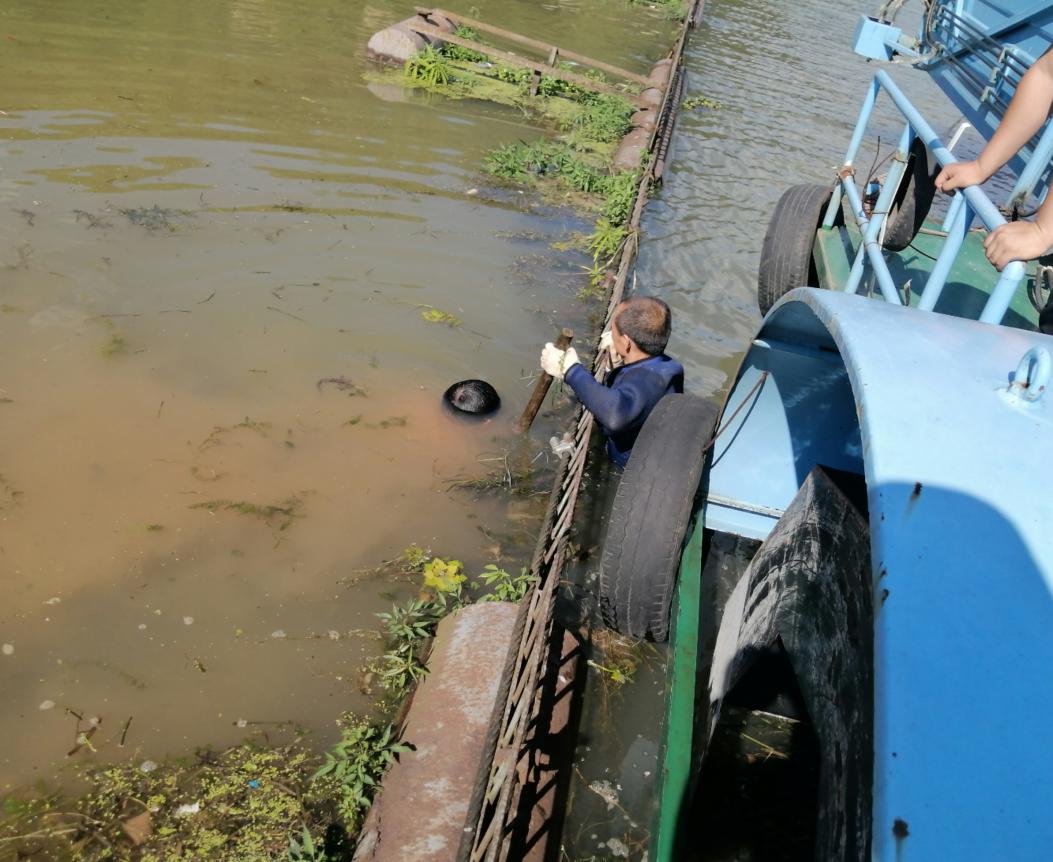 【防汛备汛 衡东在行动】甘溪水轮泵水电站突击队清理河道垃圾 助力河清岸洁