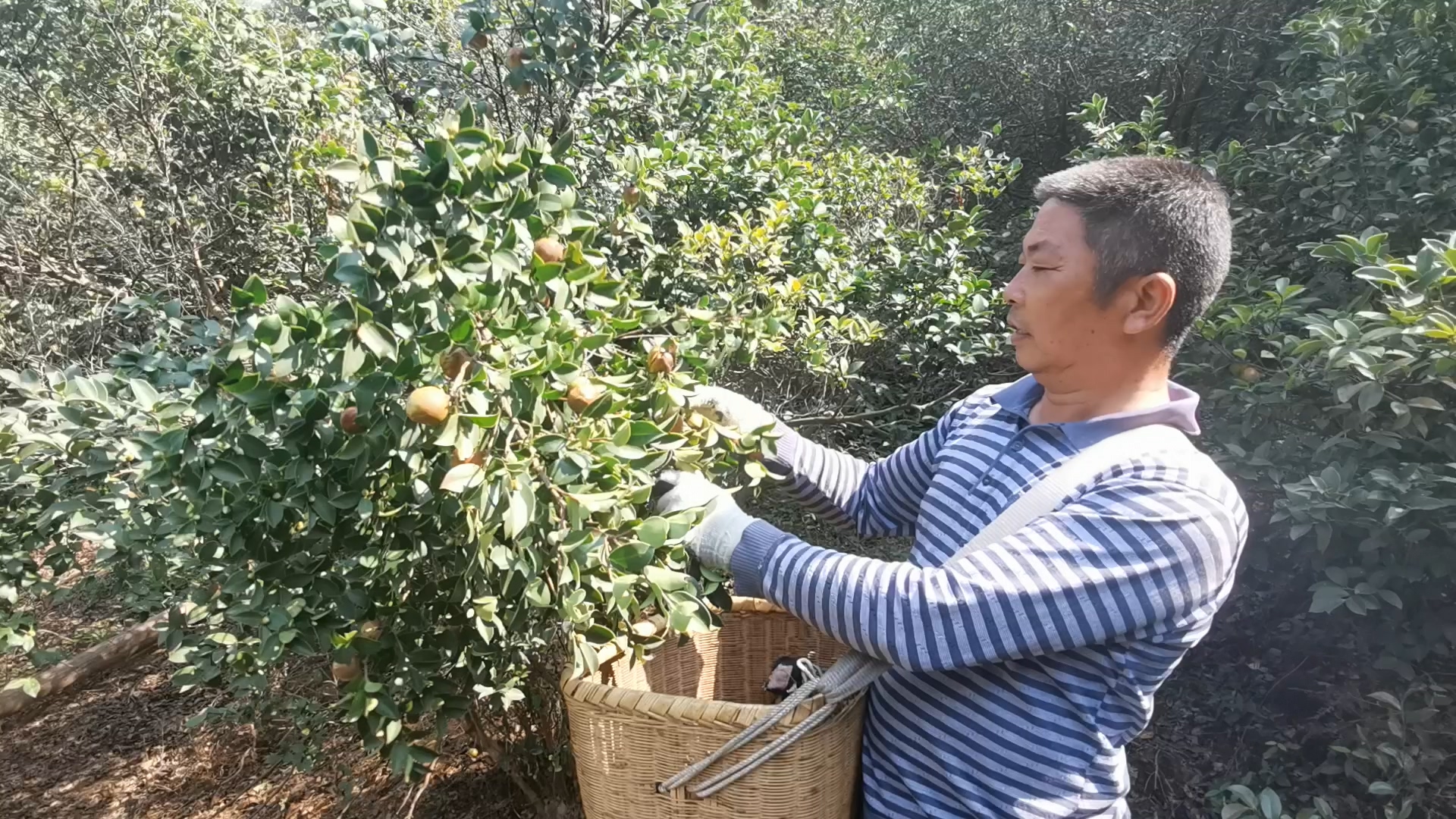 【走向我们的小康生活】莫园村：“土作坊”榨出“黄金”油