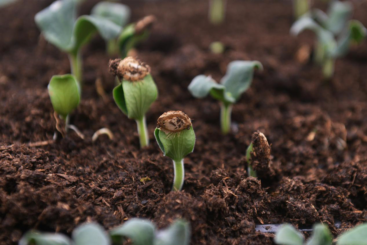 衡阳衡东抢抓农时育春苗