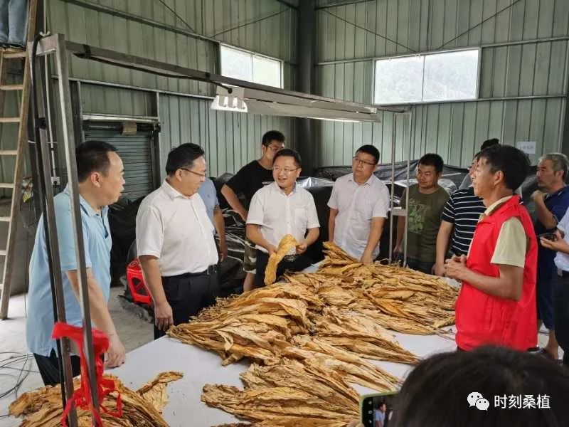 省中烟公司调研桑植县烟叶工作