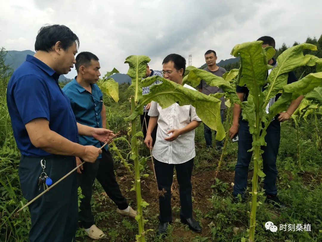 省林科院专家来我县考察粽叶产业长势情况