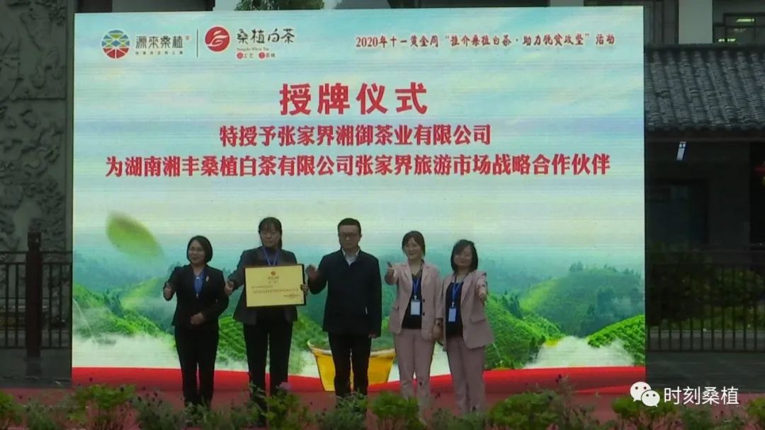 桑植白茶2020年十一黄金周“推介桑植白茶·助力脱贫攻坚”系列活动在武陵源开展