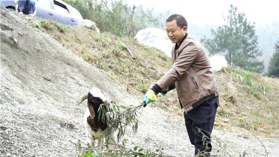 羊倌脱贫记