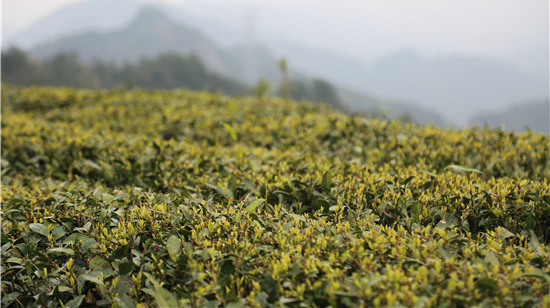 “万宝山”春茶提前上市受欢迎