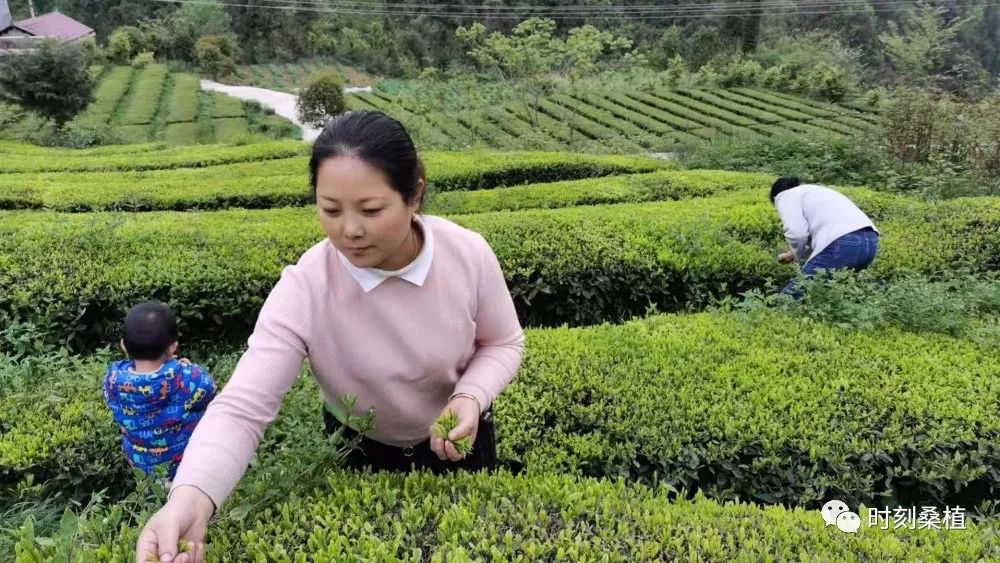 致敬劳动者︱苏春华：一片茶叶带富一方百姓