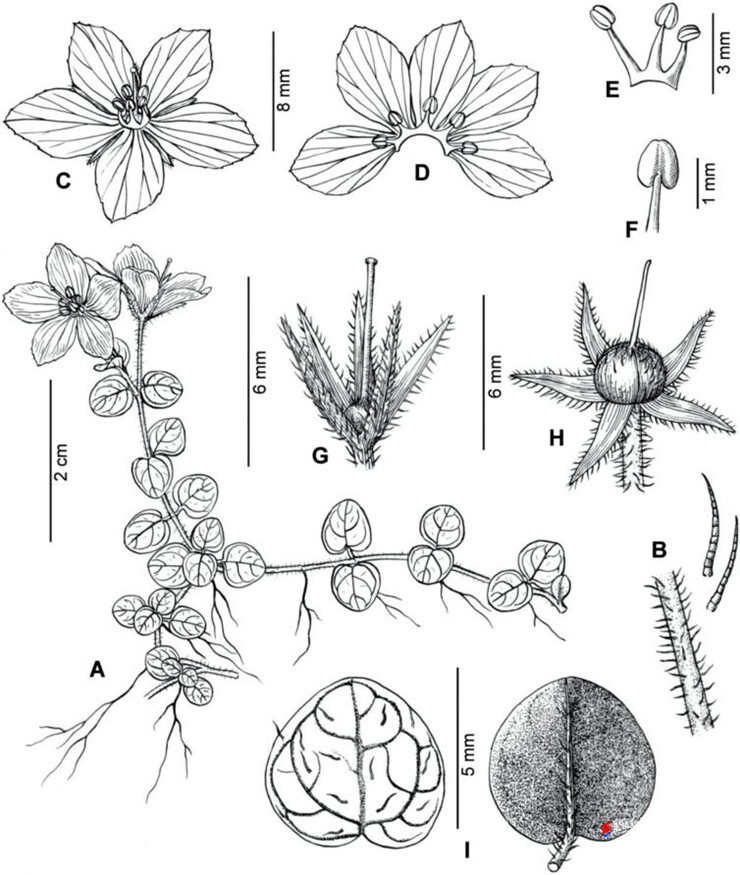 图为美脉过路黄 lysimachia caloneura 的科学墨线图