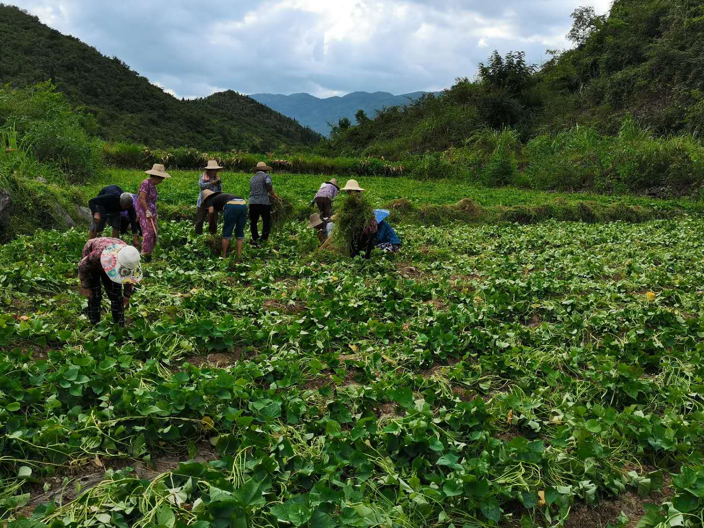 利福塔镇青龙村：红芯薯甜人心