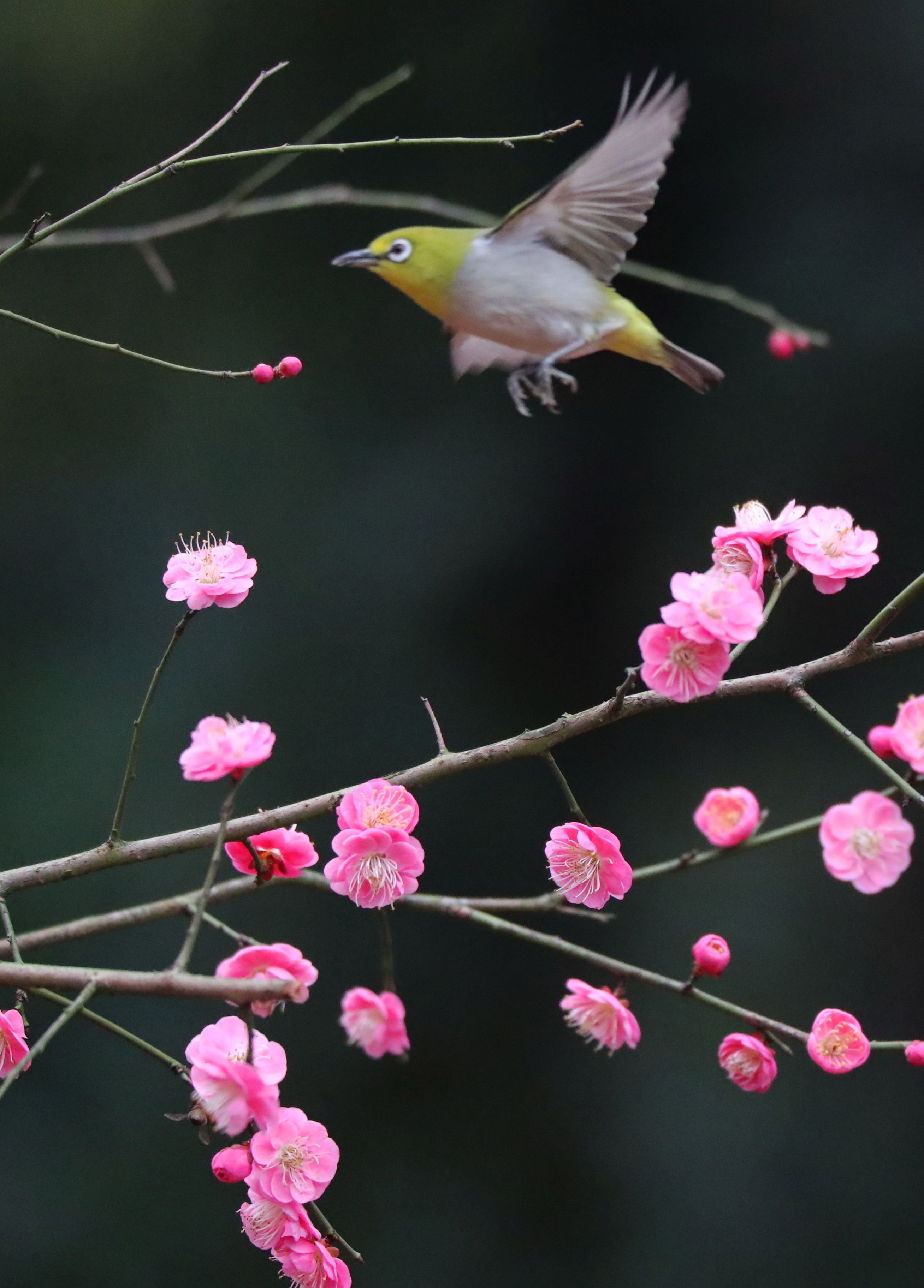 在湖南省衡阳市雁峰区五星村,春花盛开,小鸟鸣唱,大自然一派鸟语花香
