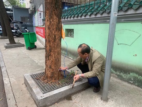 葩金社區(qū)為樹木輸液“療傷” 守護(hù)“城市之肺”