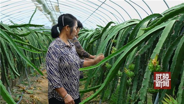 河洑镇：小小火龙果“种”出脱贫大产业