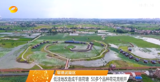 常德武陵区：低洼地改造成千亩荷塘 50多个品种荷花竞相开