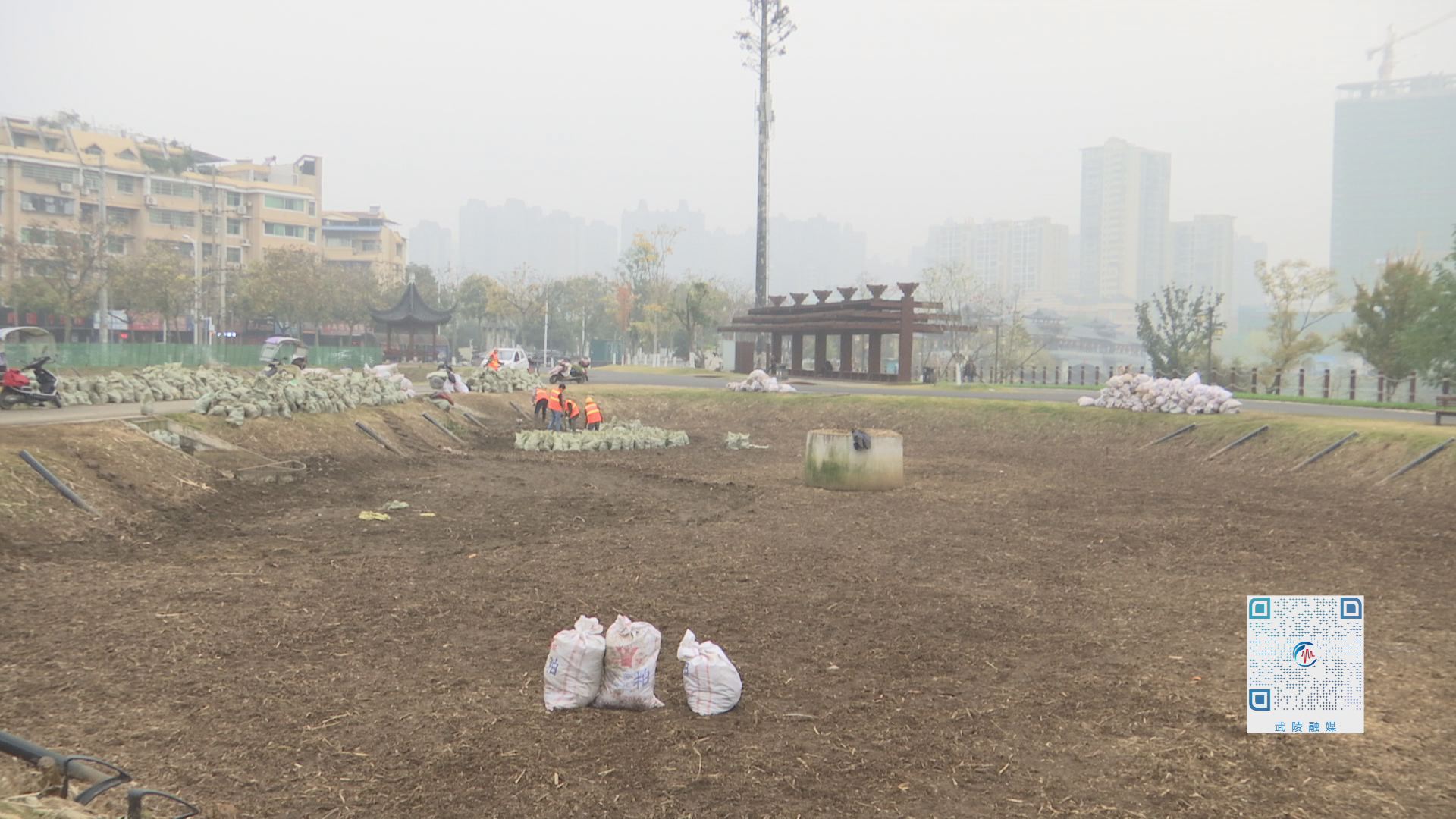 穿紫河风光带：两万亩芦苇加紧收割  提升生态滤池工作效能