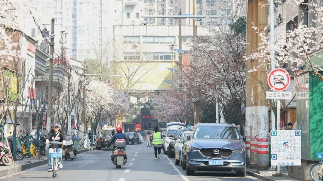 武陵区高山街樱花迎春绽放