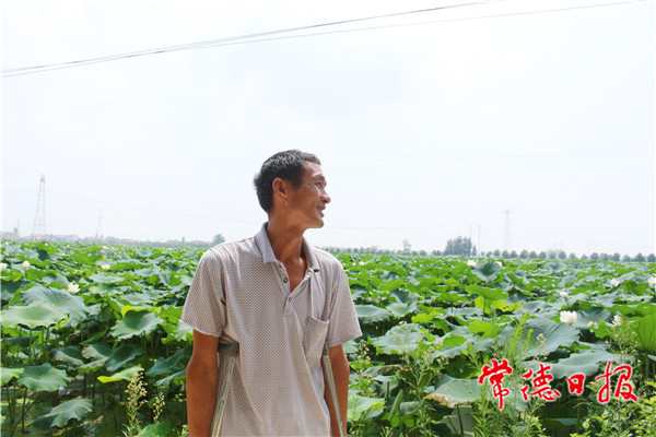 【武陵区】拄双拐的骆克桂：20年栽种莲藕带村民共同致富