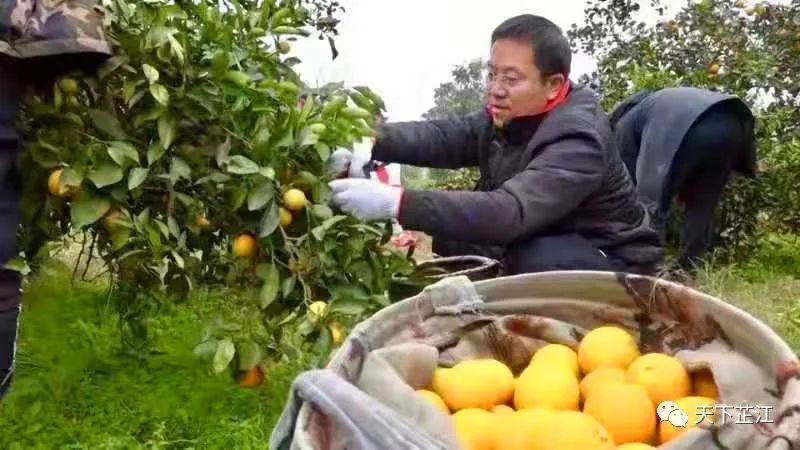 芷江：“四支队伍”集村部 帮农采摘助销售
