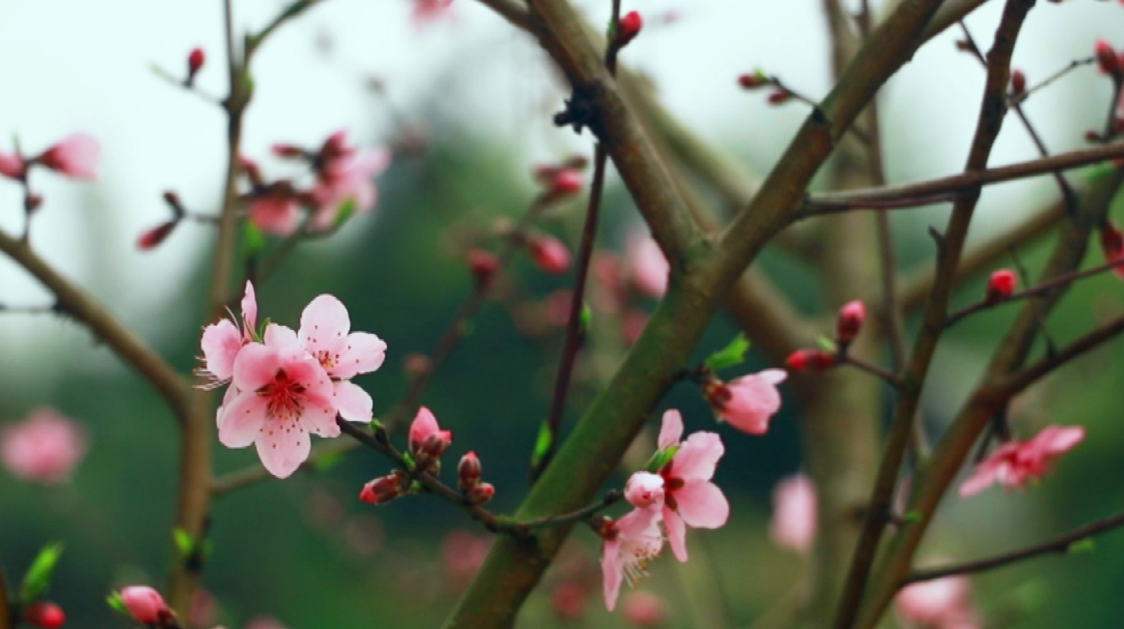 芷江：花开现春意