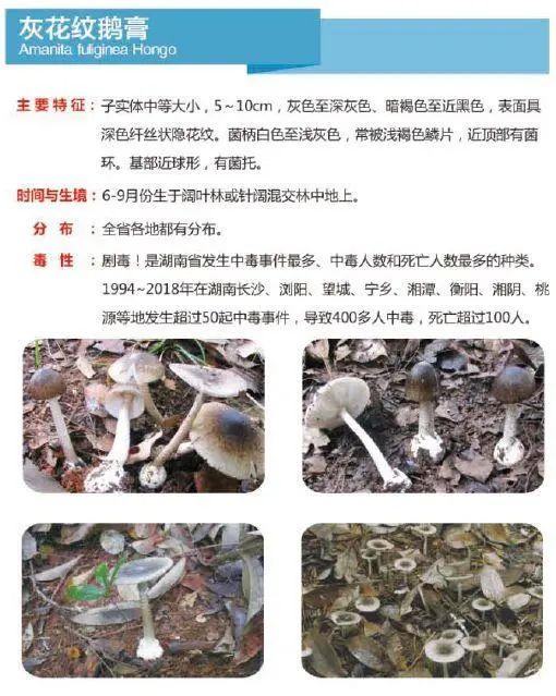 2021年湘潭毒蘑菇防控知识有奖答题
