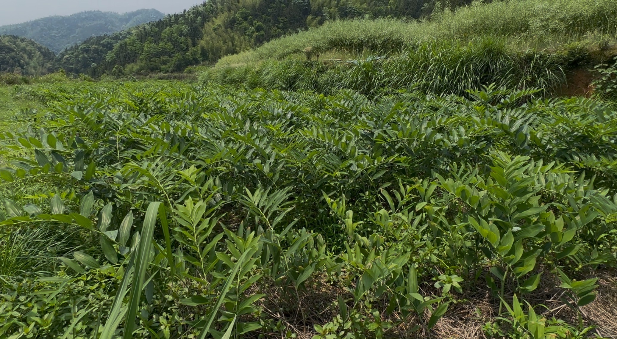 中方县铜湾镇丁家村：50亩玉竹基地长势喜人 体系化培育铺就“绿色致富路”