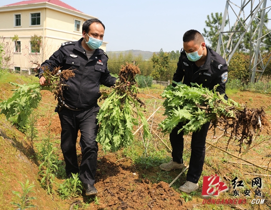东安警方查处一起非法种植罂粟案