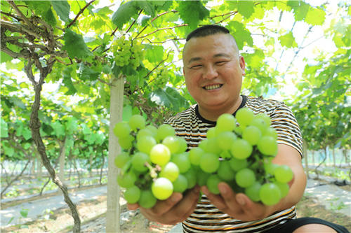 東安: 葡萄熟  果農富 產業旺