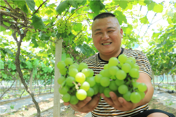 东安: 葡萄熟  果农富 产业旺
