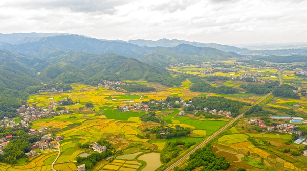 湖南東安：風吹稻浪 田野鋪金