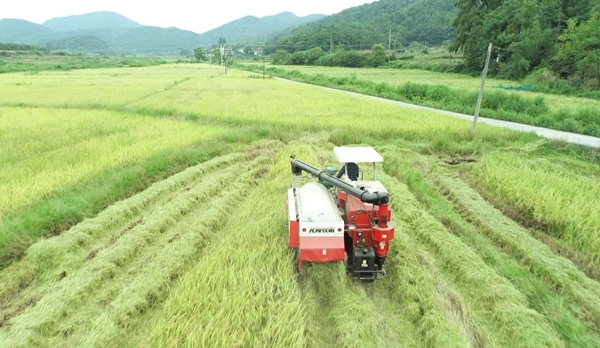 東安24.6萬畝中稻搶收掃尾 15萬噸優(yōu)質(zhì)夏糧進(jìn)倉