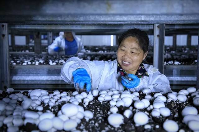 东安蒋建国：小蘑菇种出大产业