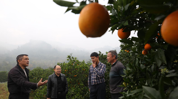 紫溪群力村：贫困户订单柑橘不愁销