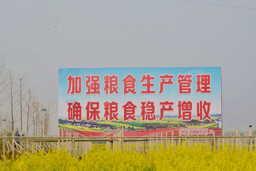 東安：大戶種糧撐起早稻生產“半壁江山”