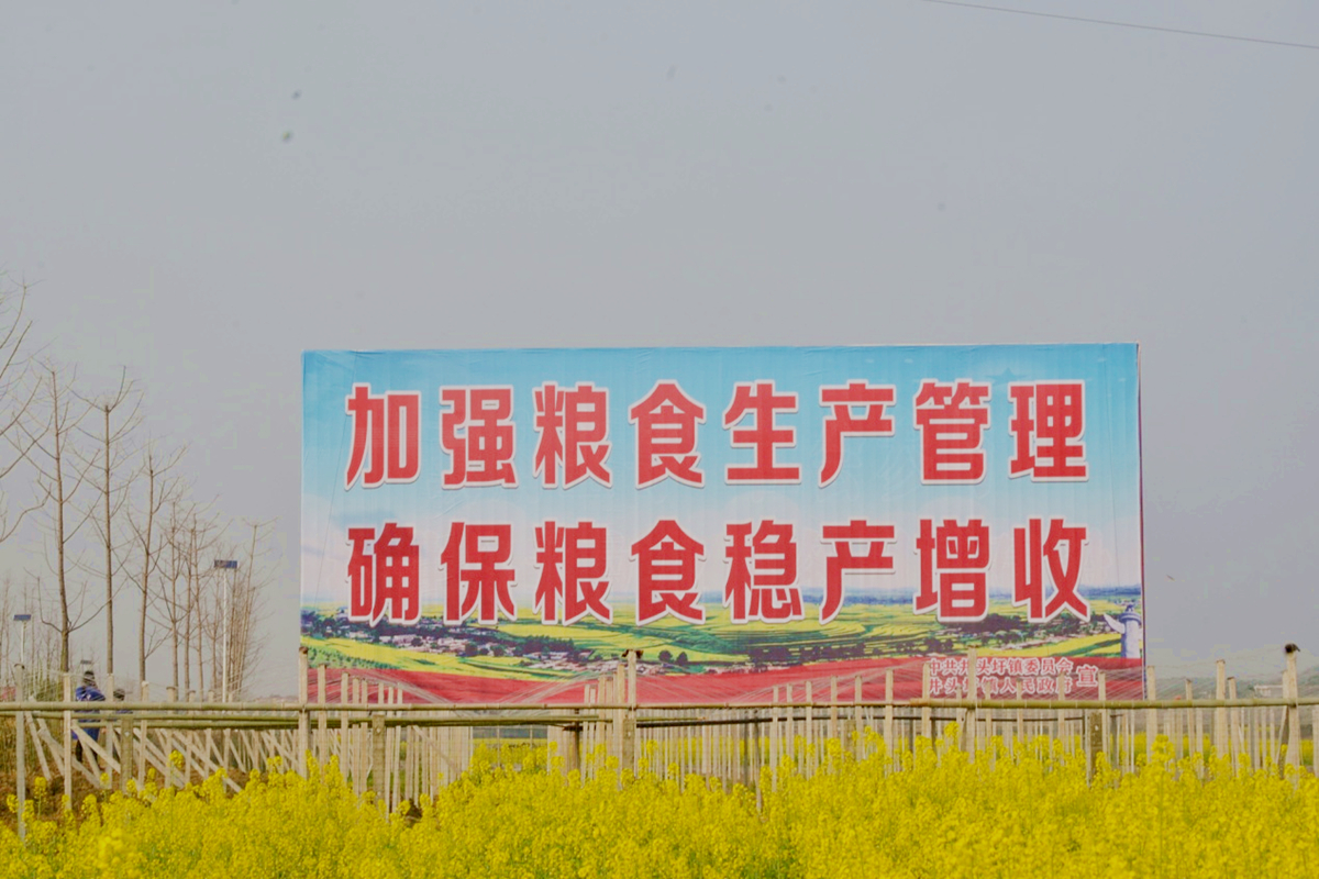 东安：大户种粮撑起早稻生产“半壁江山”