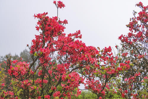 東安：萬畝杜鵑花盛開