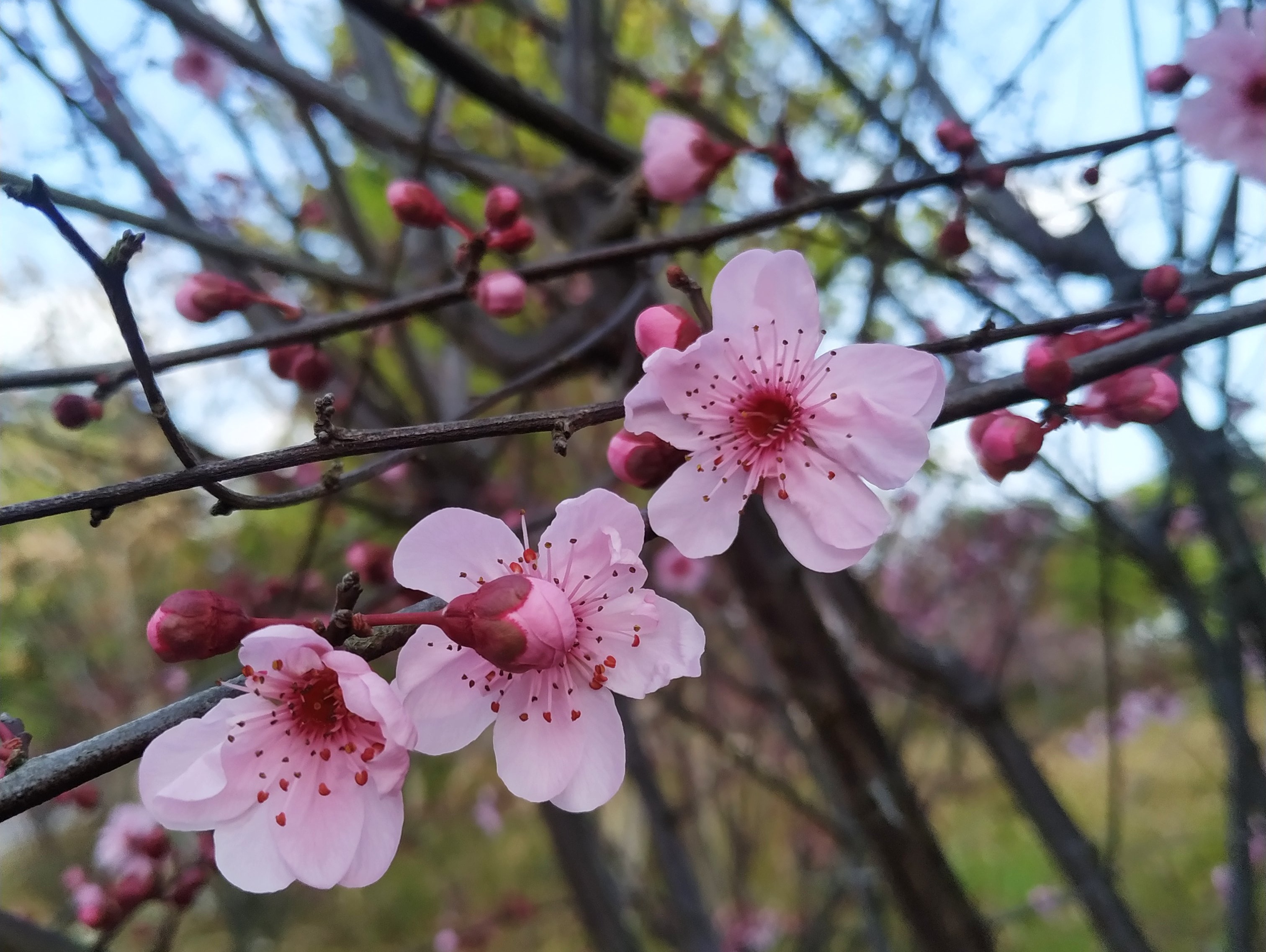 东安：湿地桃花缤纷开 春节赏花正当时