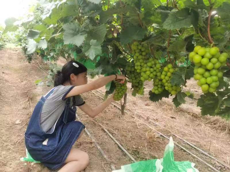 汉寿县沧港镇：葡萄园“阳光玫瑰”上市助农增收