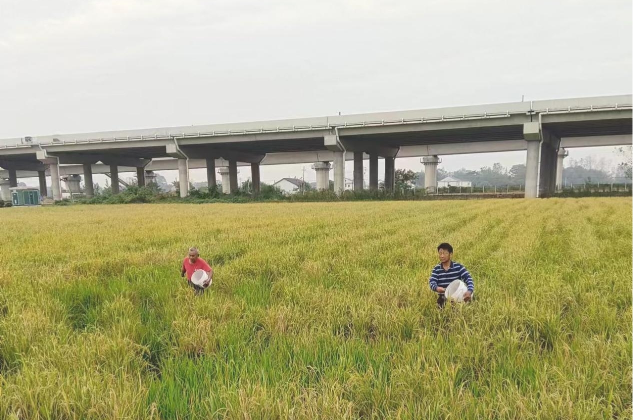 汉寿县沧港镇：绿肥种植助力农田绿色高效