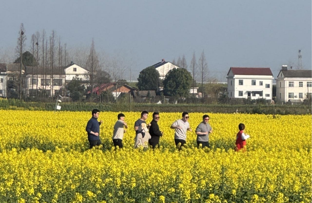 汉寿：万亩油菜花开“金”满地 农旅融合绘就振兴图