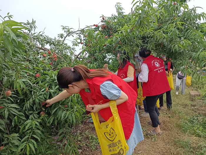 许家桥回维乡：小小庭院“富农家” 花开蒂落营收忙