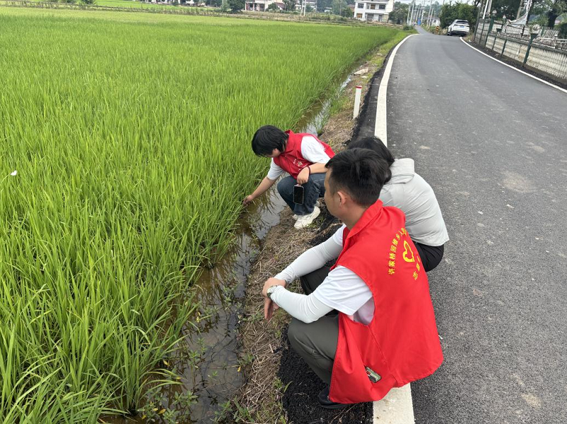 许家桥回维乡：严防水稻病虫害，确保粮食生产安全
