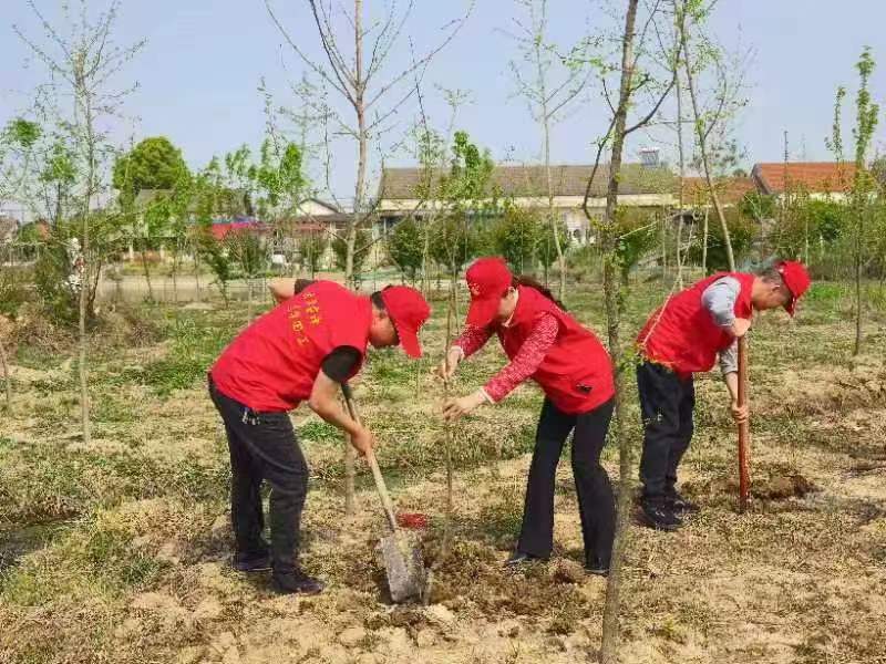 武陵区育英小学开展义务植树活动