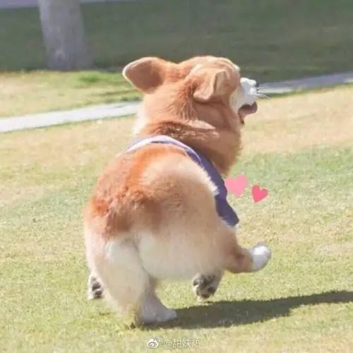 12月1日起，狂犬疫苗接種請(qǐng)到這里！