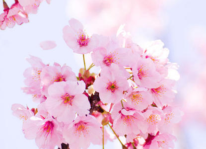大美！花神邀你來(lái)打卡?。?！