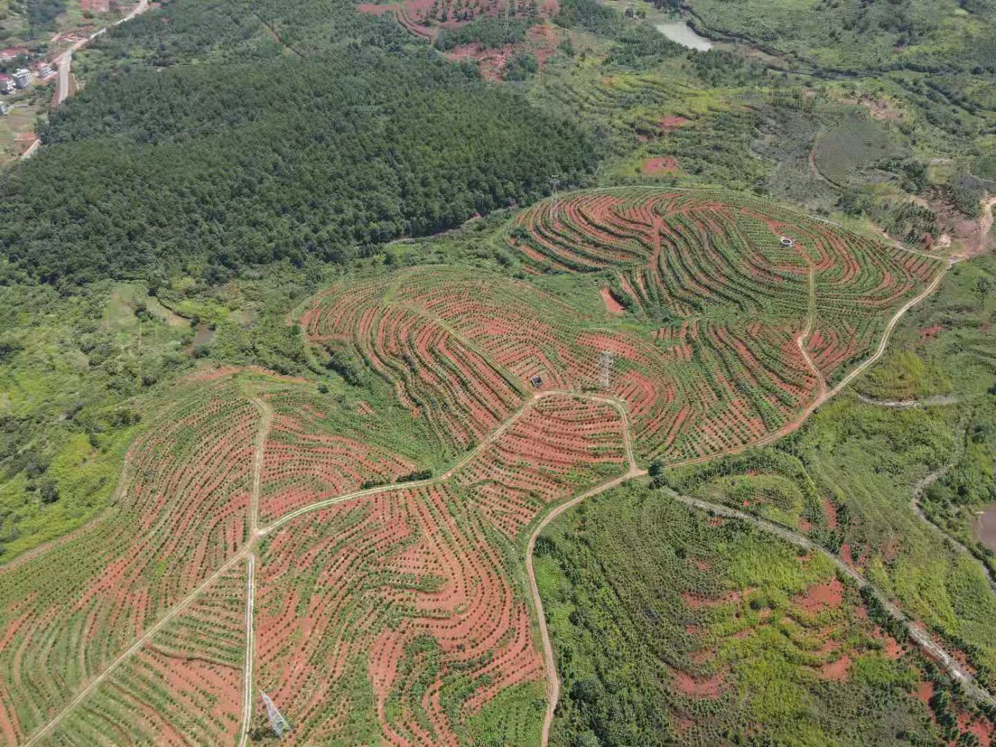 乡村振兴进行时 | 绿了荒山 兴了乡村