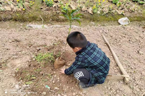 武陵区丹洲乡坪湖幼儿园开展“植树节”主题活动