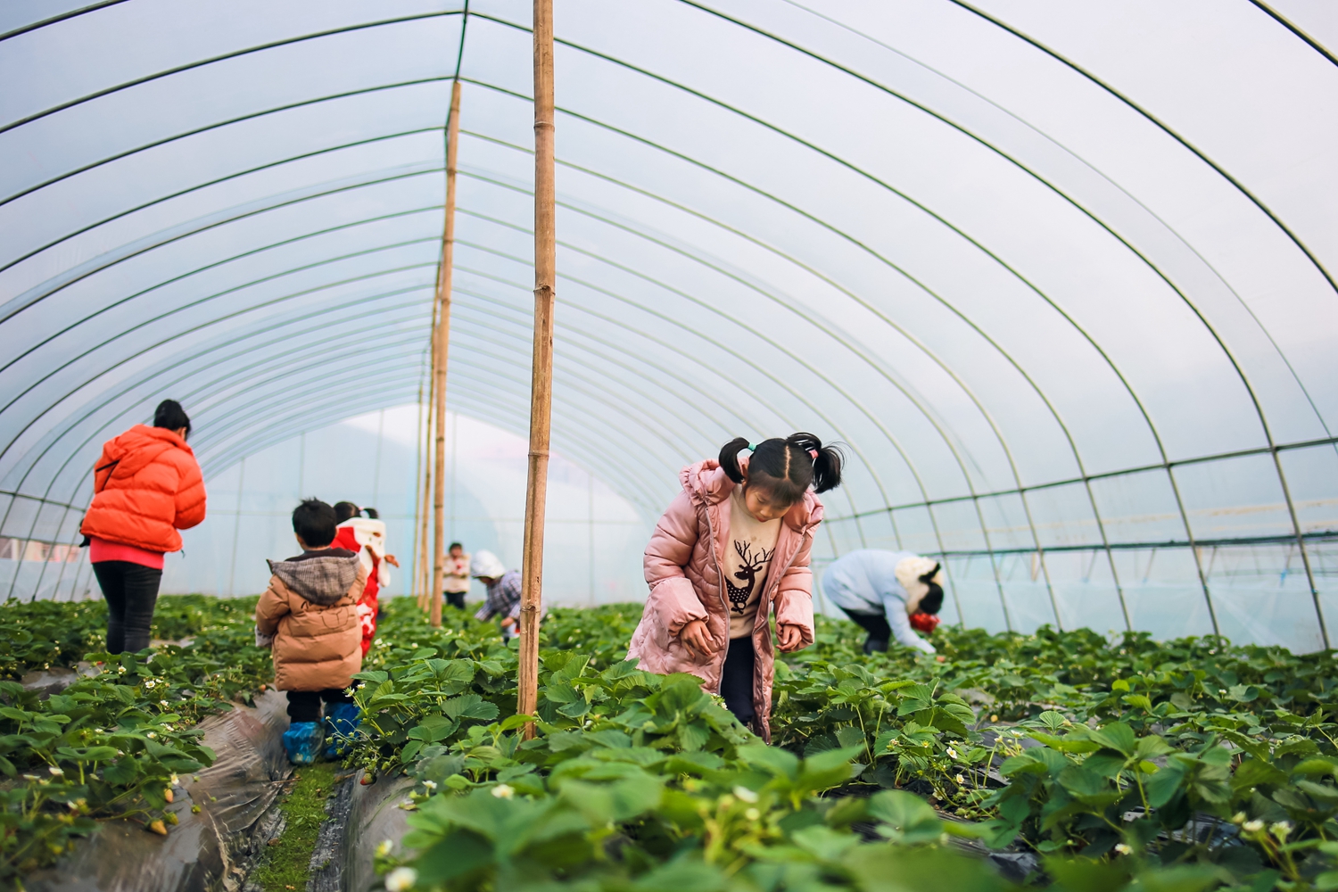 永州蓝山:草莓棚里采摘乐