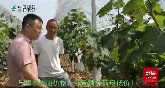 邮政“直播带货”助农销售葡萄800余斤